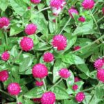 Ancient Health and Beauty Secret is the Next Superfood
