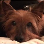 Natural Supplements for Cats and Dogs