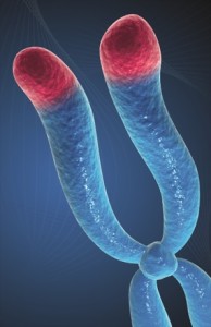 telomere