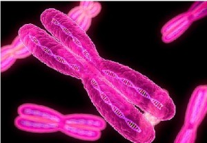 telomeres-dna
