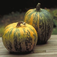 pumpkin-seed-oil