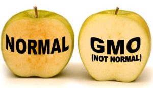 Arctic-Apple-GMO