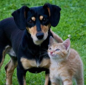 Pet-Love-Cat-Dog