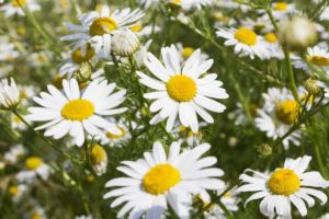 chamomile-herb-for-beautiful-skin-anti-aging